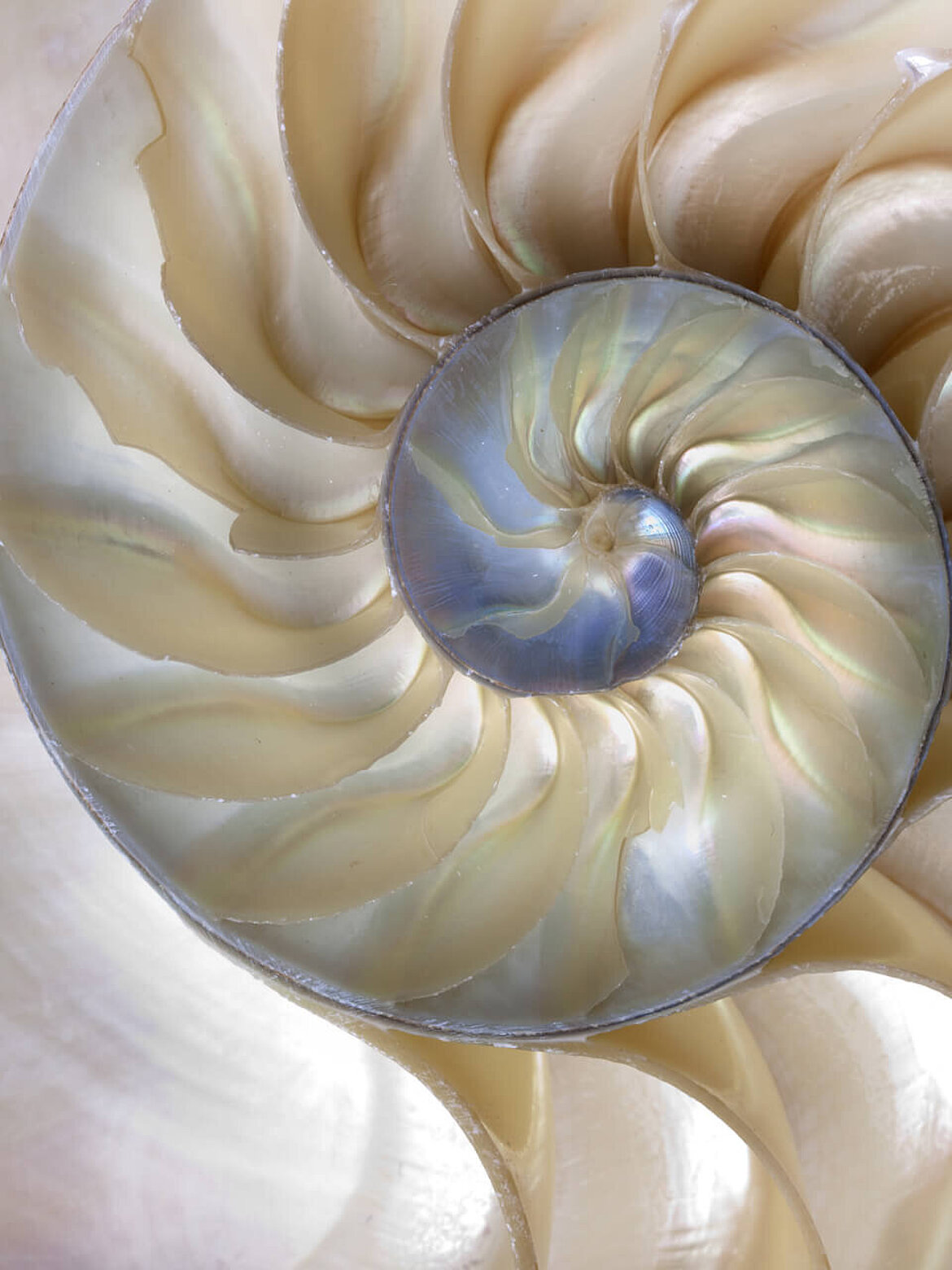 Oceanography shell