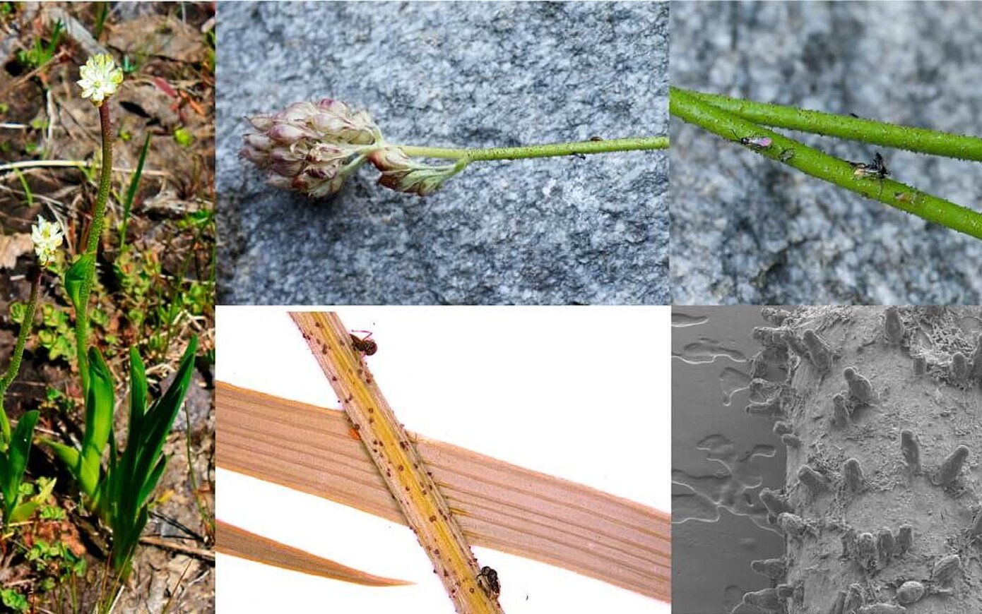 A carnivorous plant lineage with a unique sticky-inflorescence trap ...