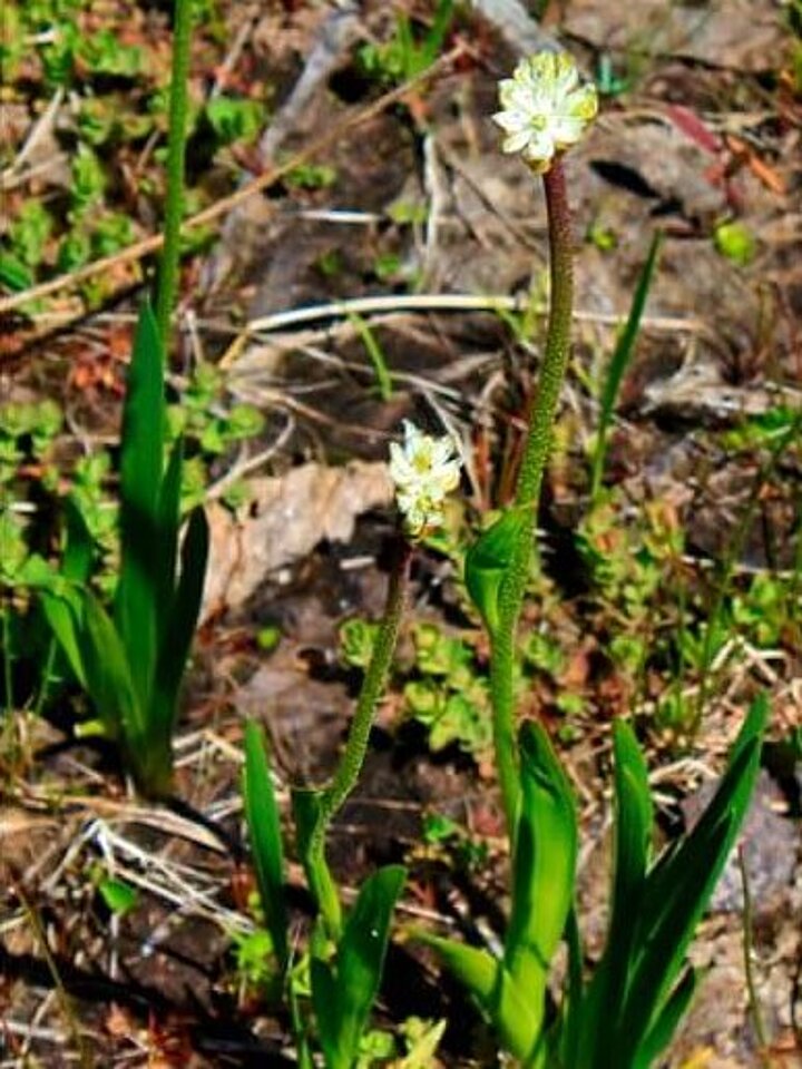 T. occidentalis