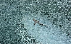 Shark swimming in the sea 