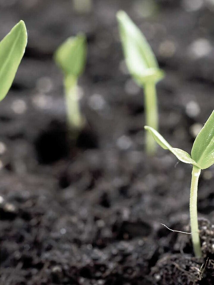 Soil with sprouting plants