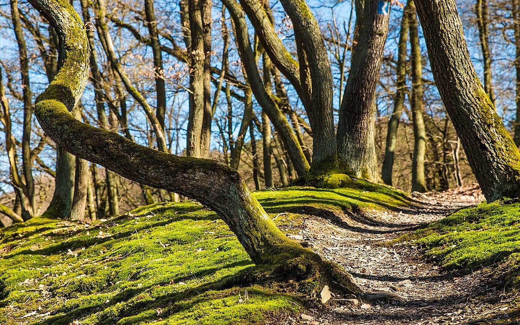 Trees