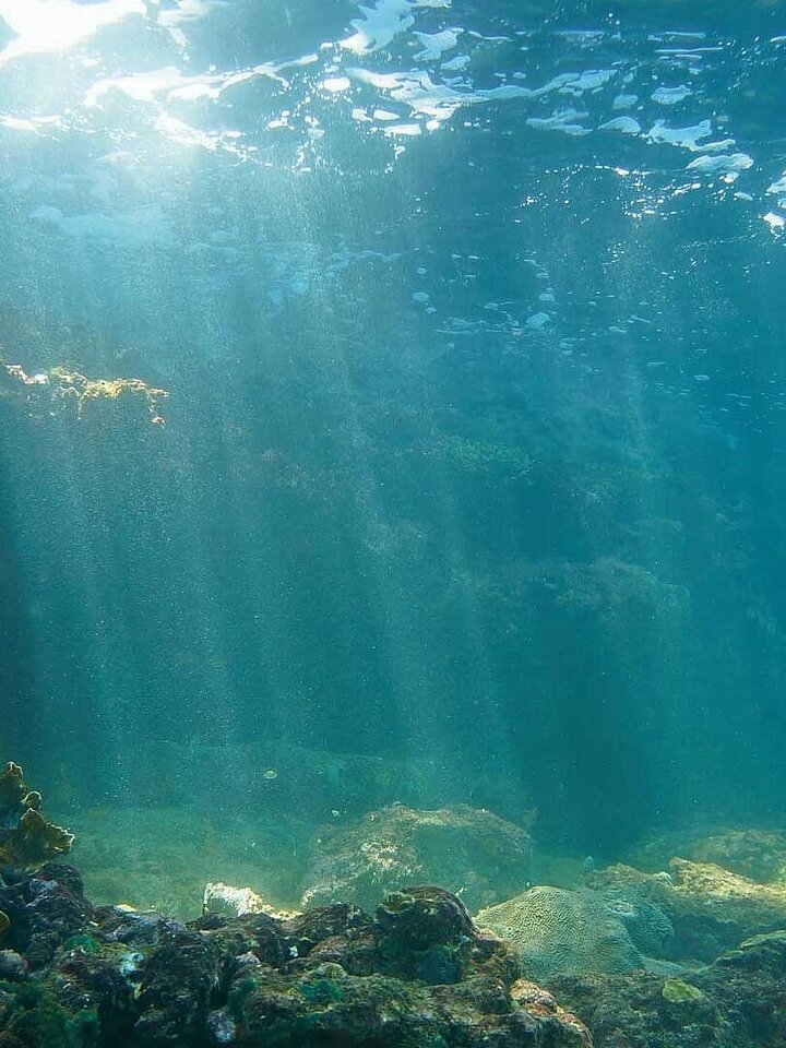 Reef in the ocean