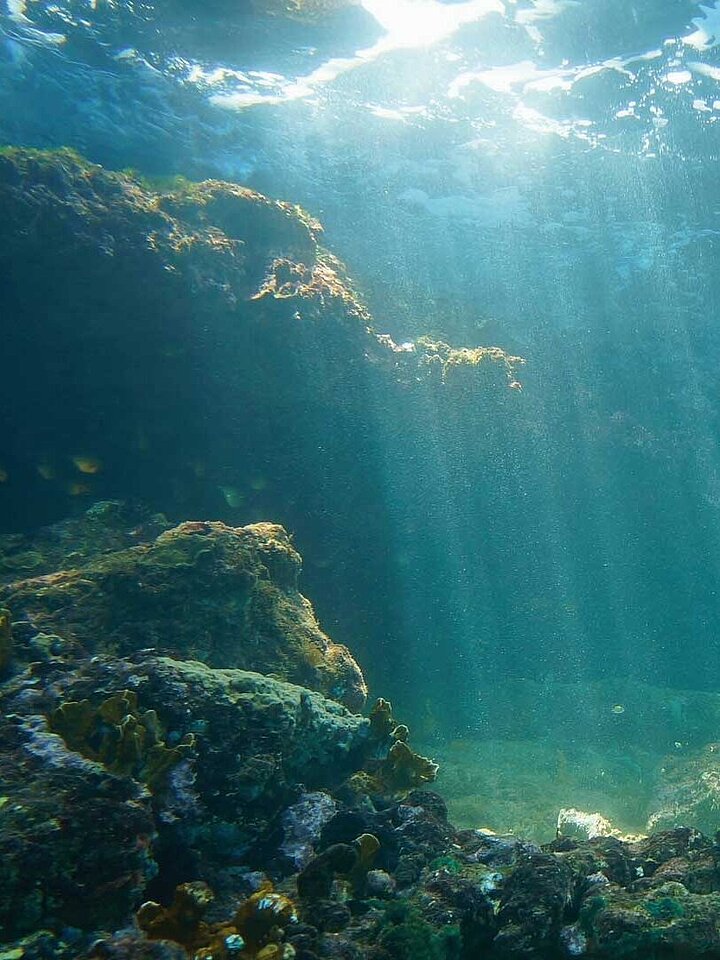 Reef in the ocean