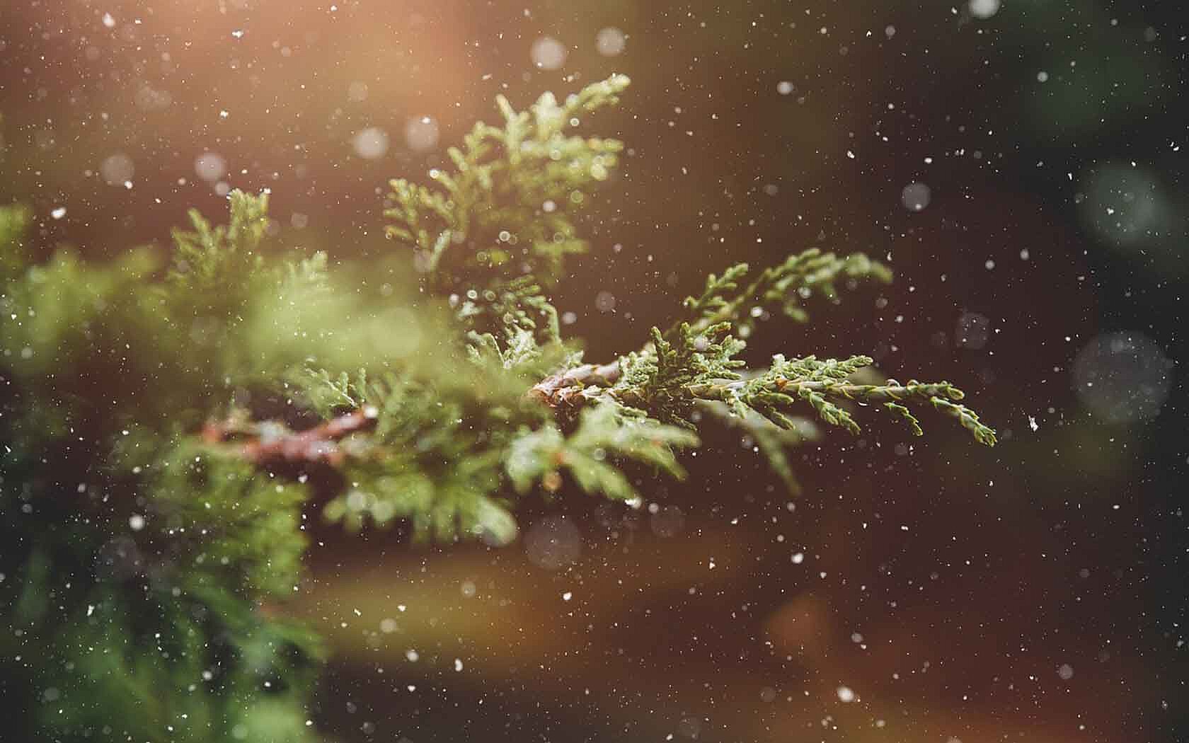 Christmas tree
