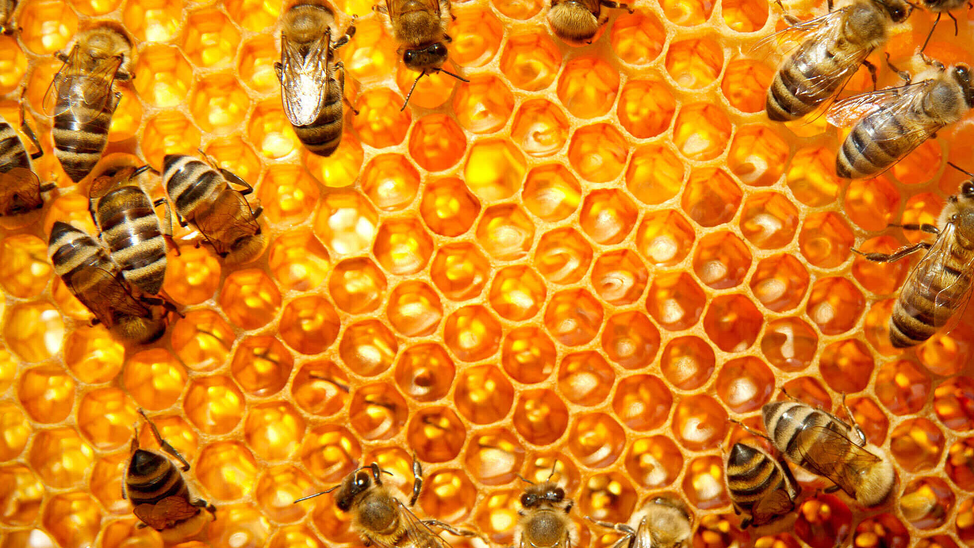 Honeycomb
