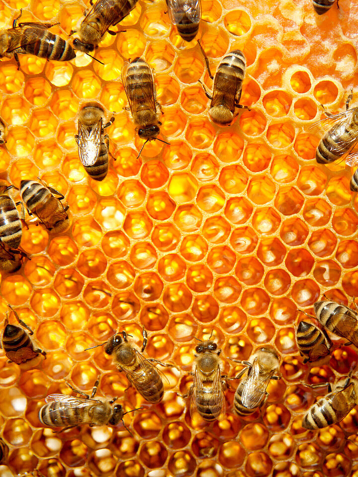 Honeycomb