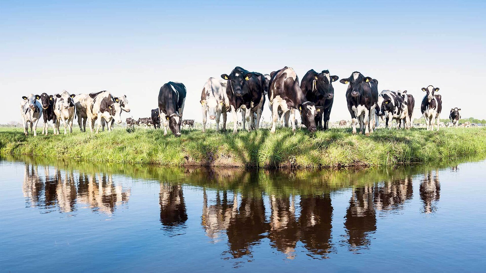 Balancing the nitrogen cycle Elementar