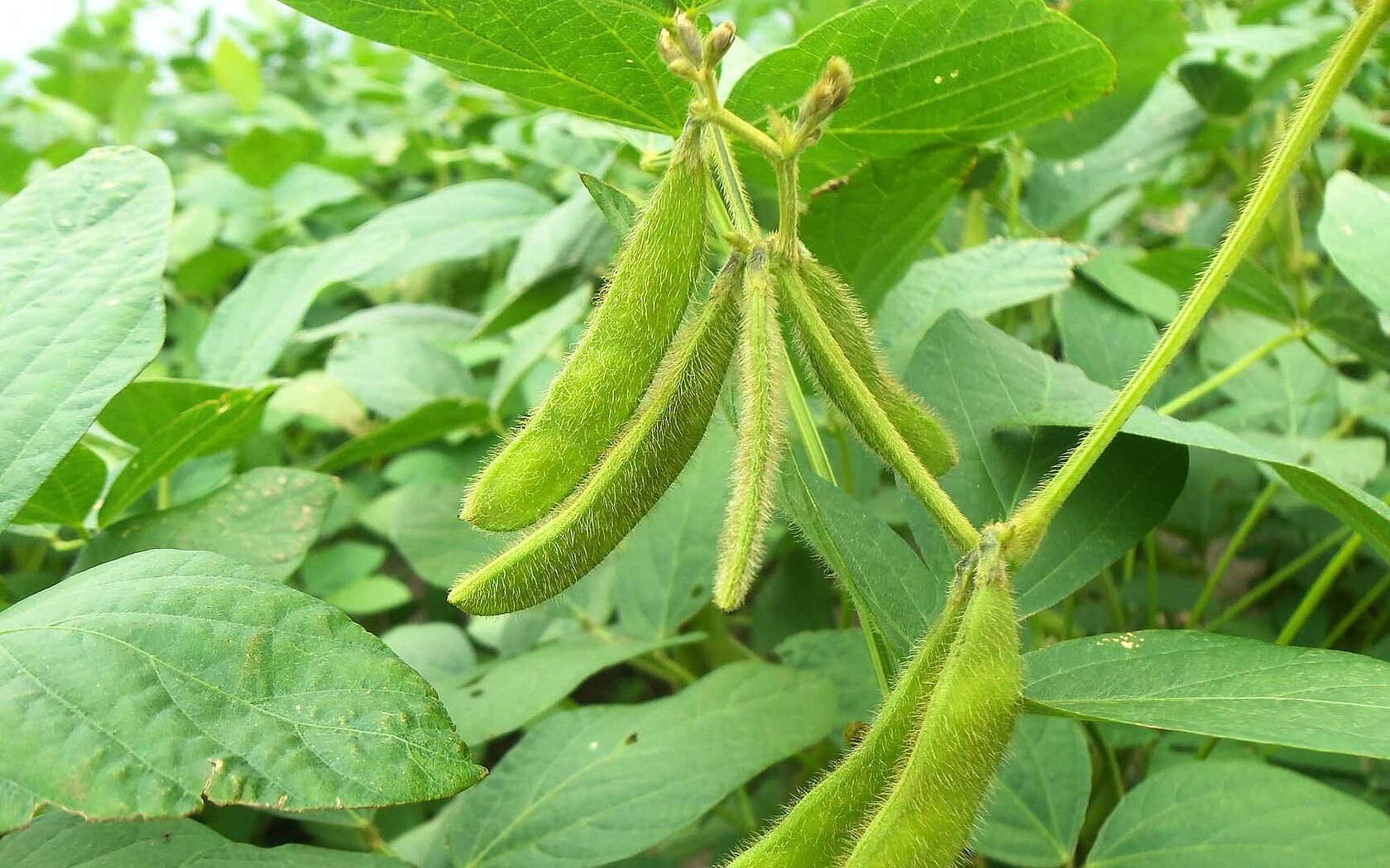 Soy plant