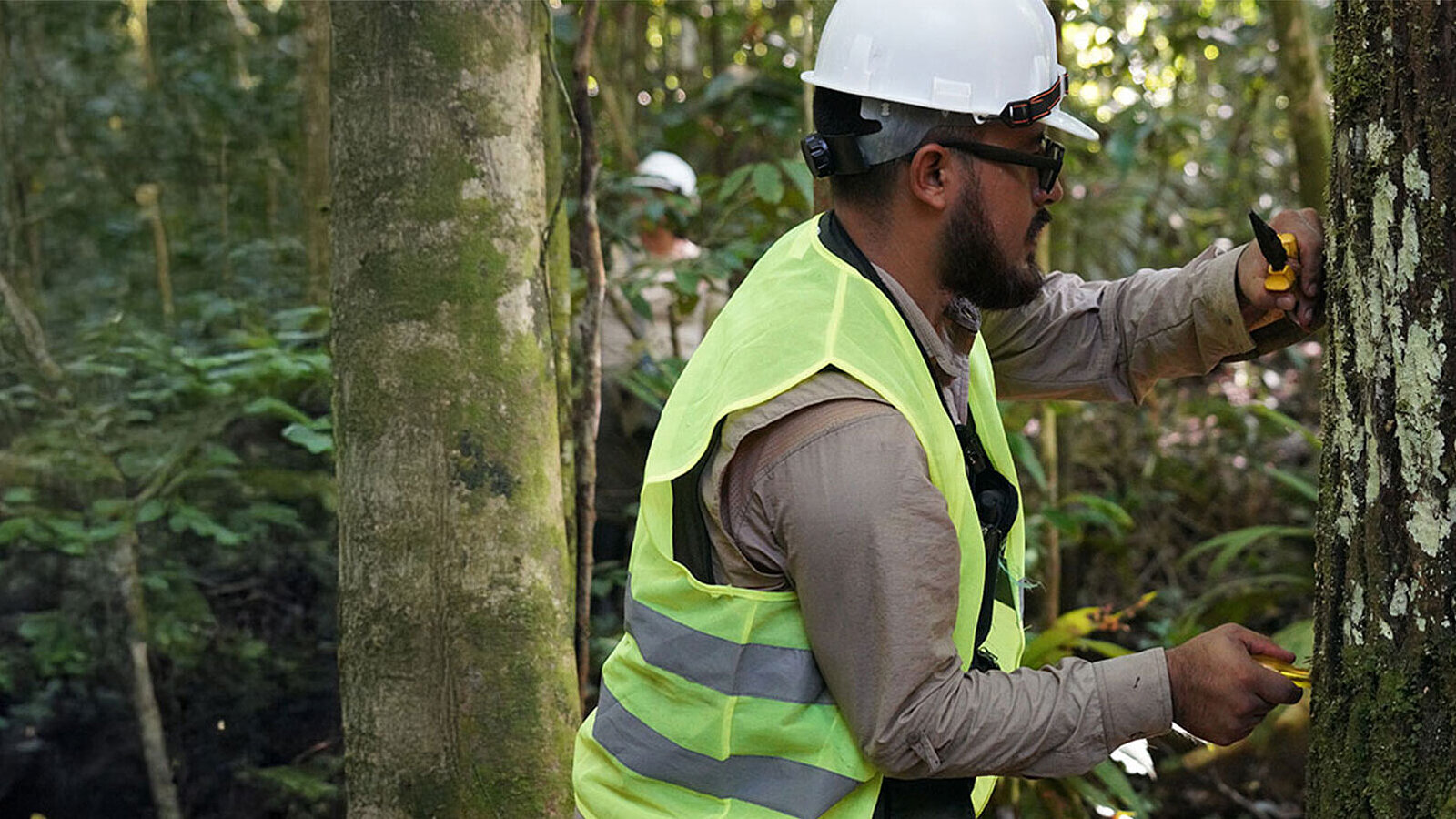 Man taking timber samples in a forest in Peru