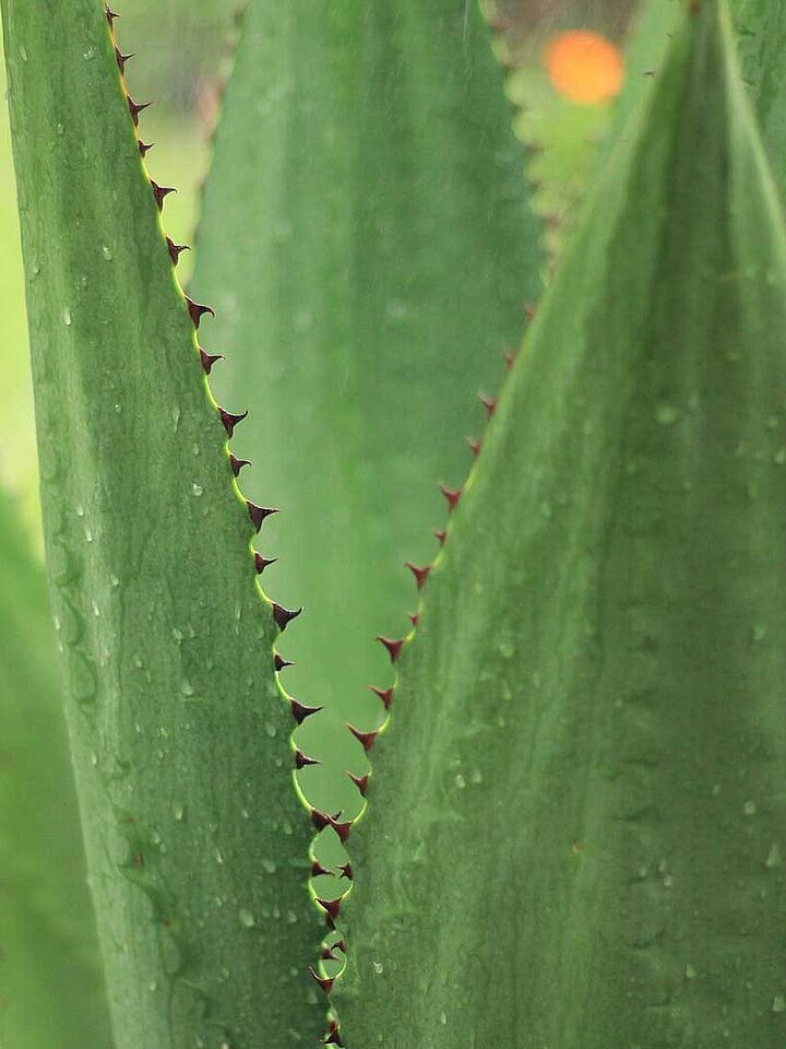 Agave