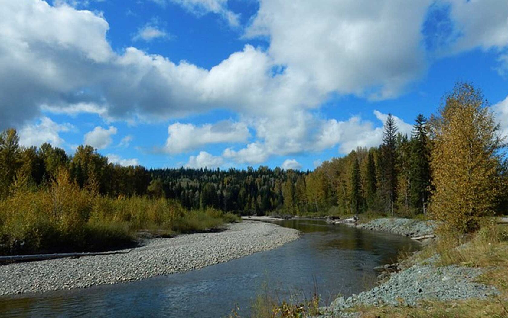 Fluss Fraser inmitten eines Waldes