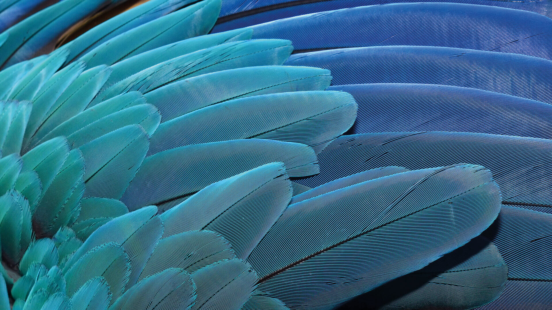 Bird feather