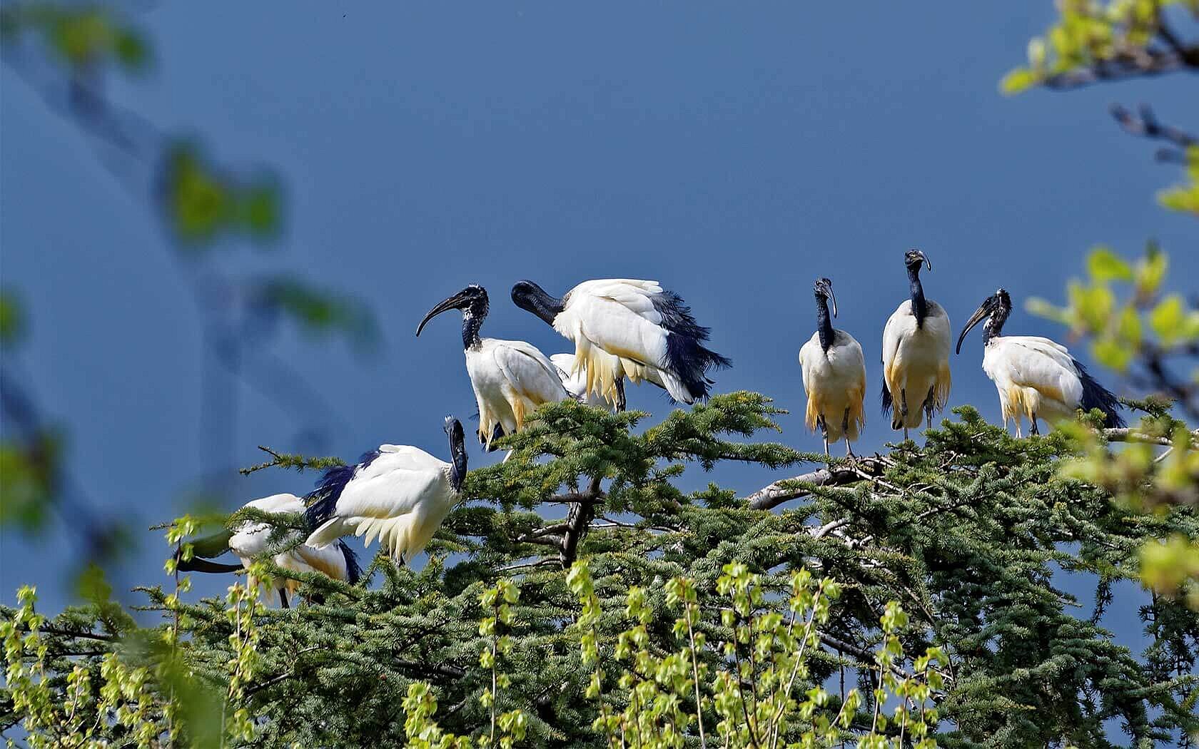 African sacred ibis