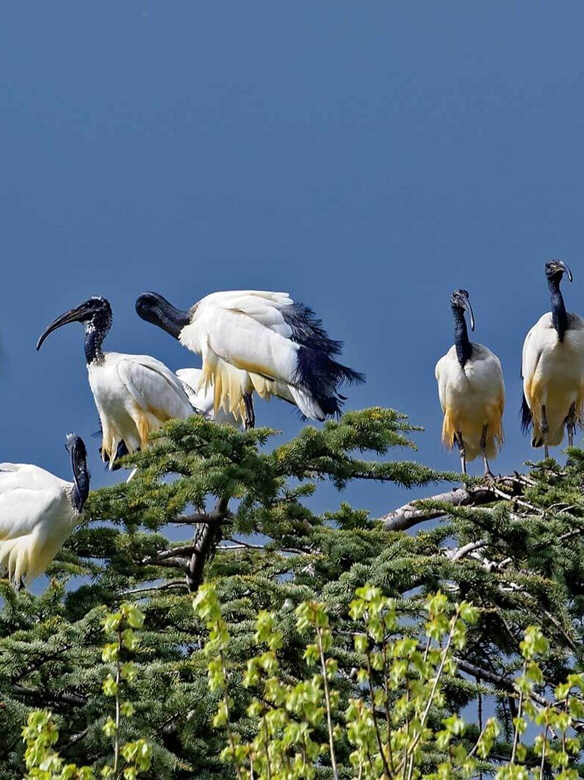 African sacred ibis