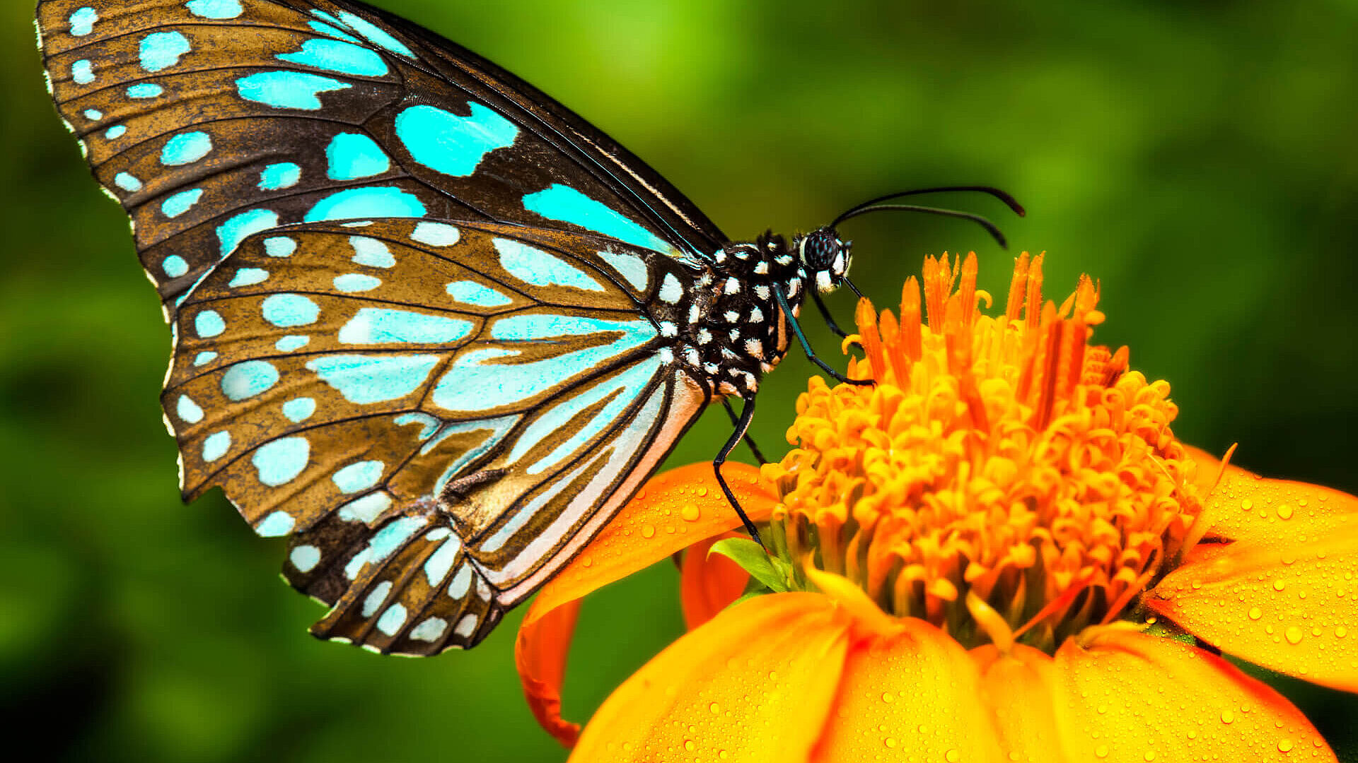 Analyse écologique Papillon