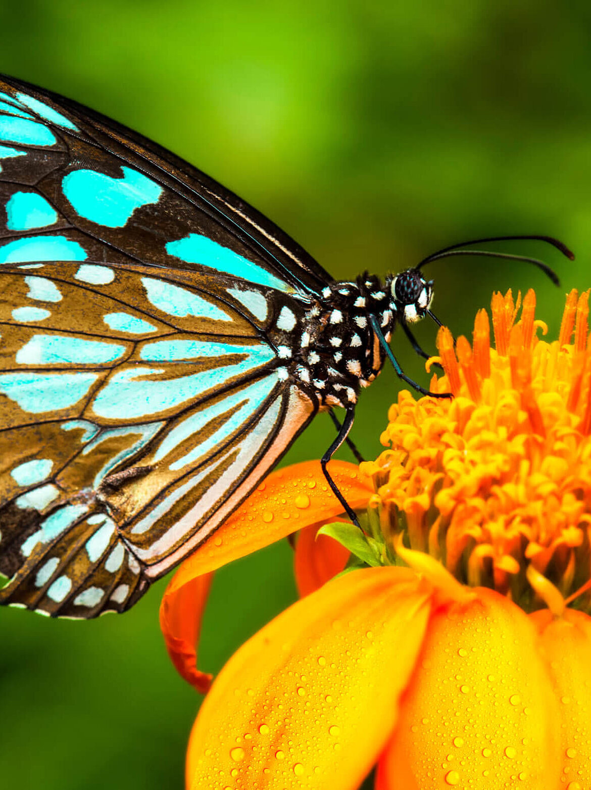 Ecology analysis butterfly