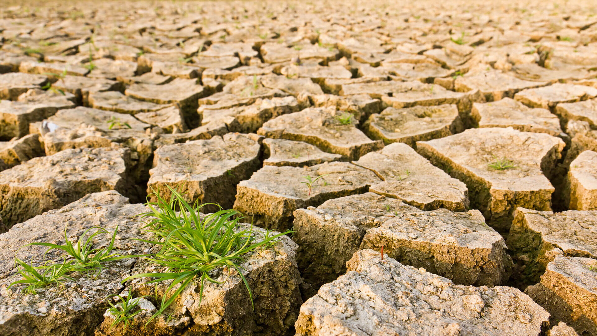 Climate research soil