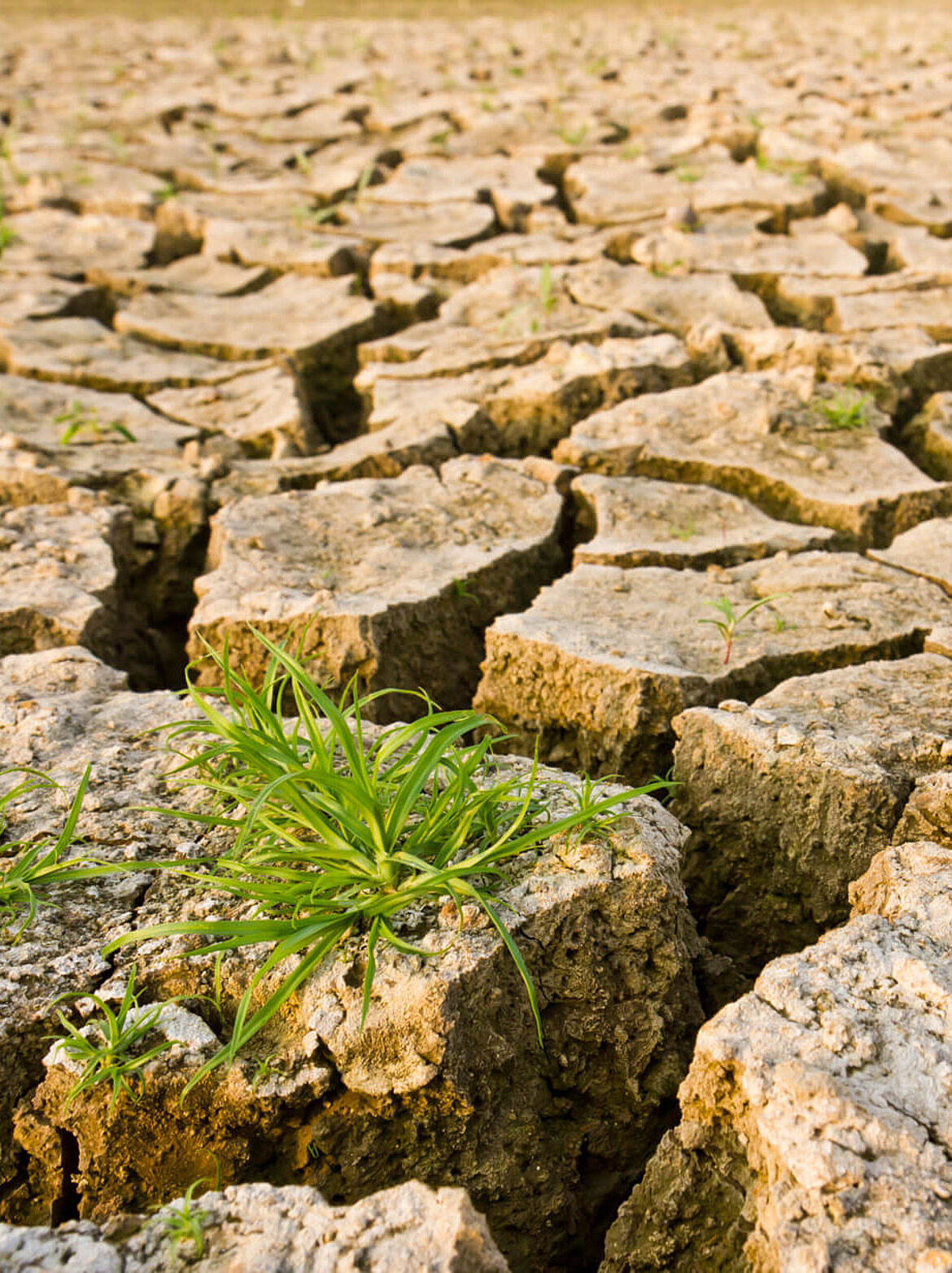 Climate research soil