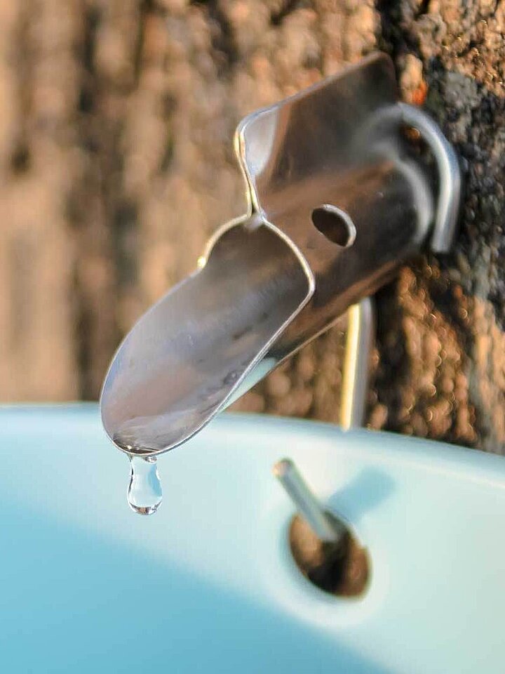 Maple syrup