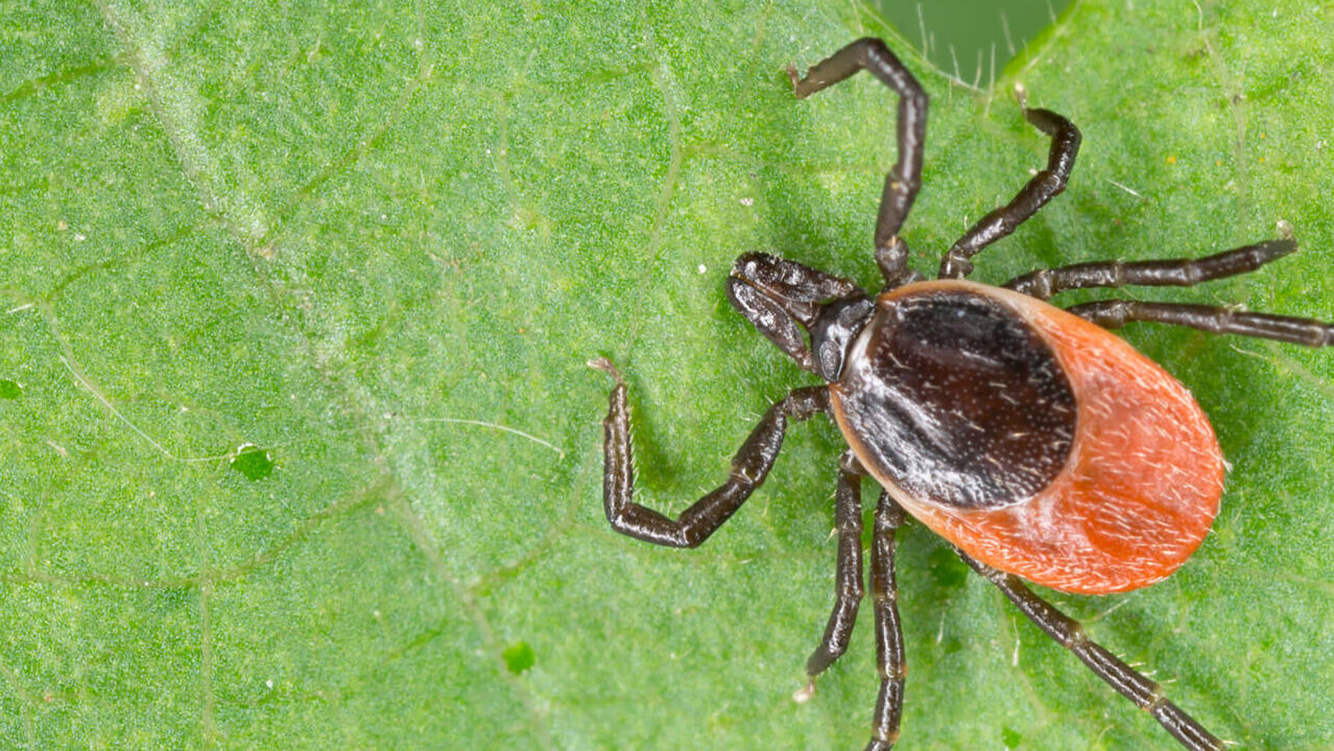 Ecology analysis tick