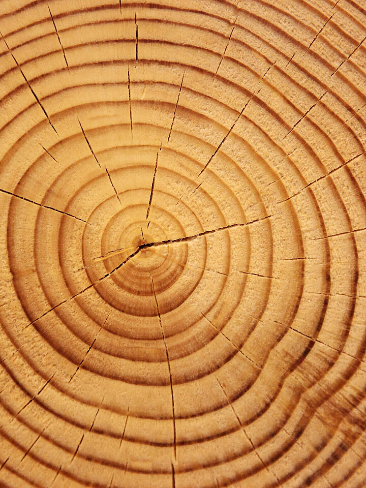 Klimaforschung Baumringe