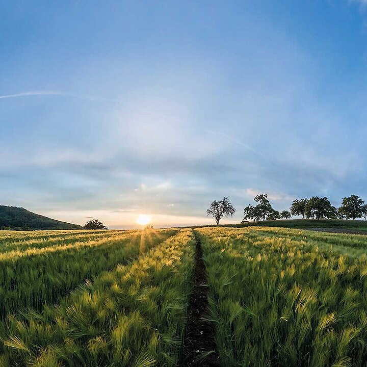 Field with green grains and a nice, sunny blue sky