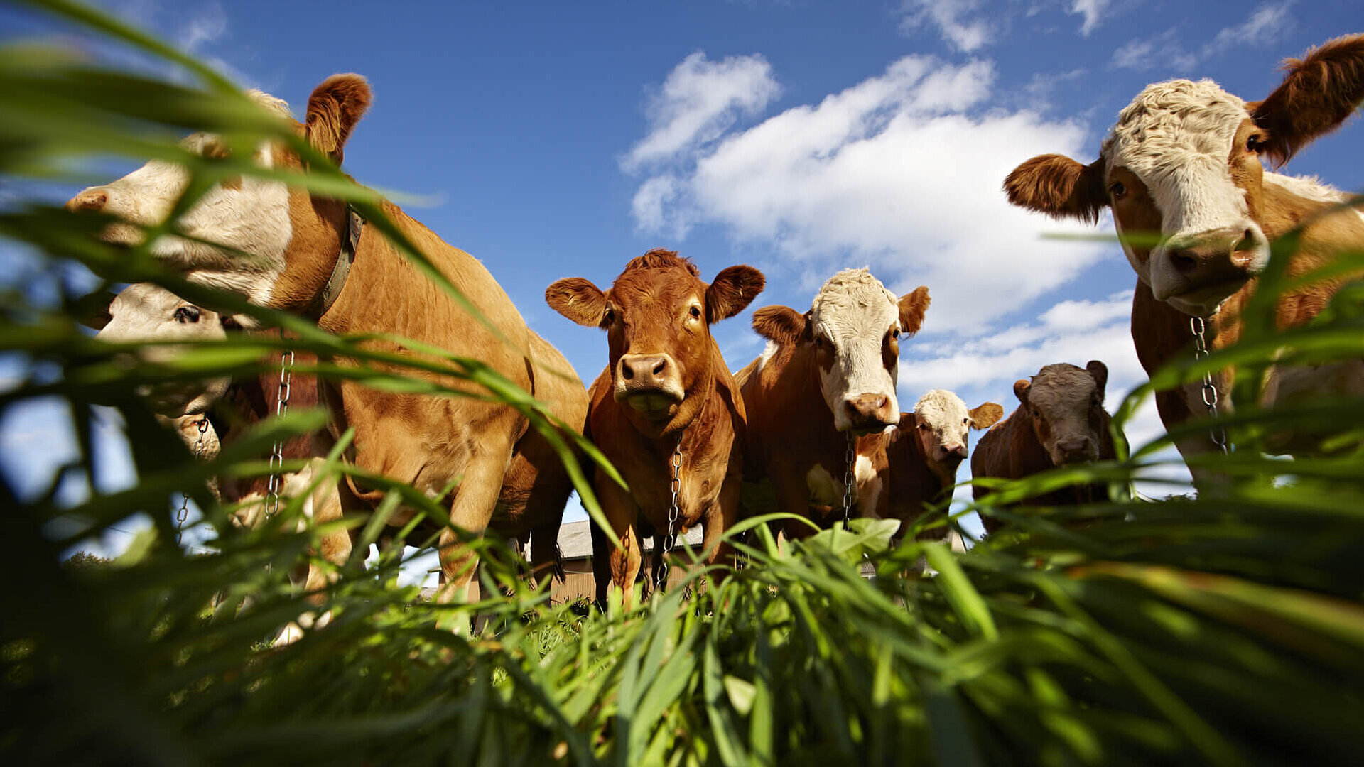 Animal feed for cows