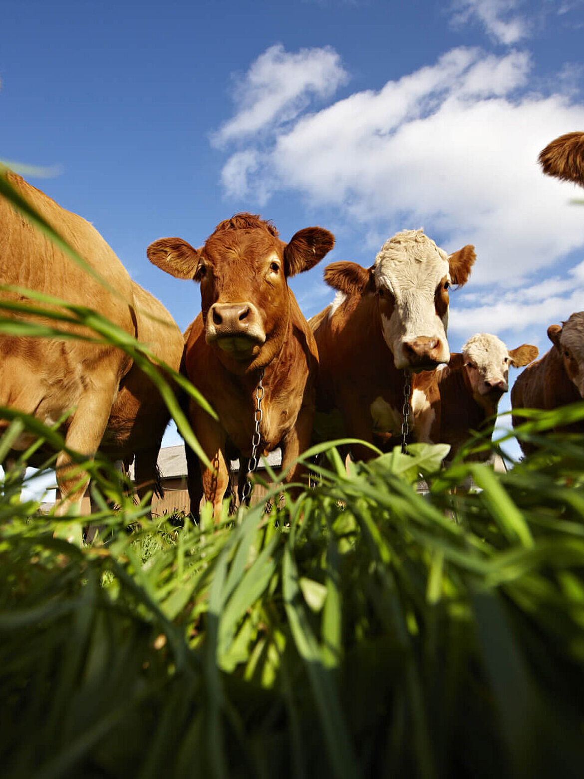 Animal feed for cows