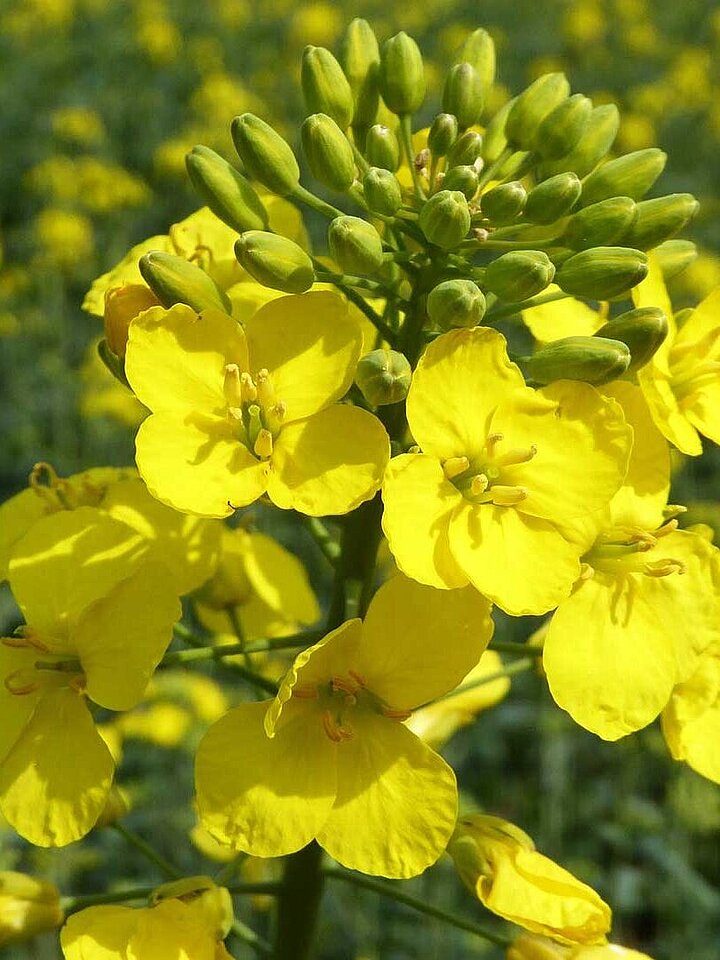 Rapeseed