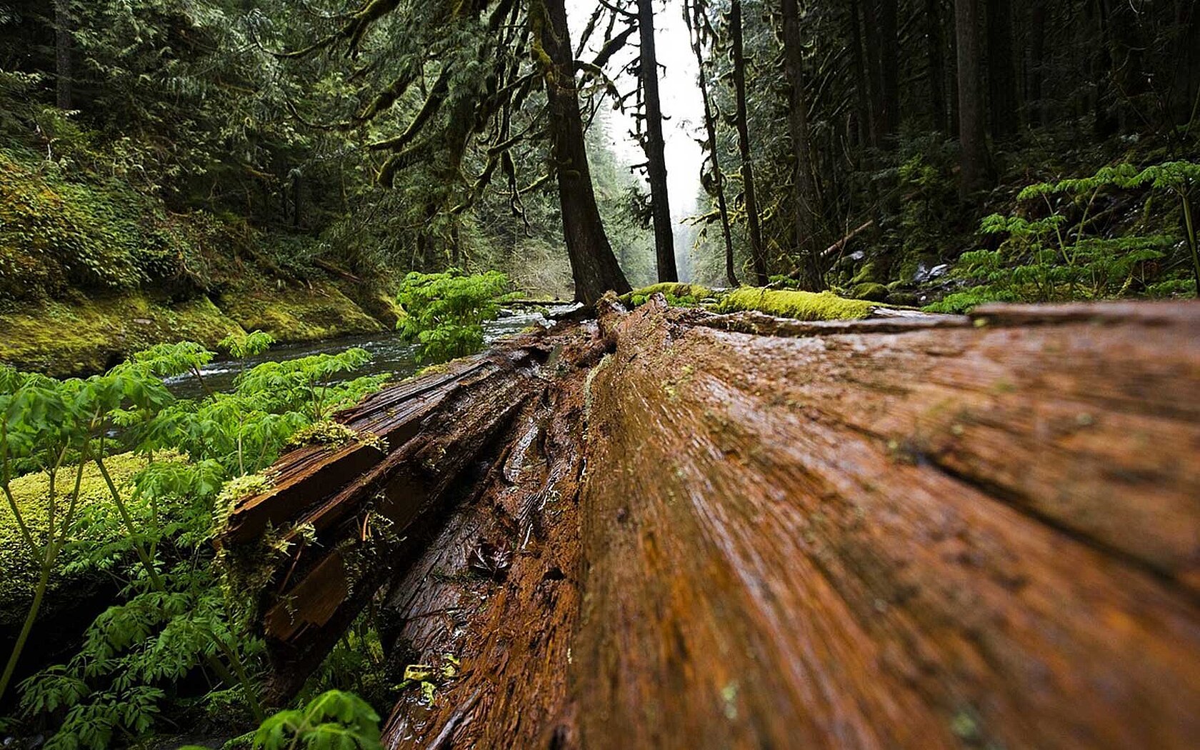 Wood