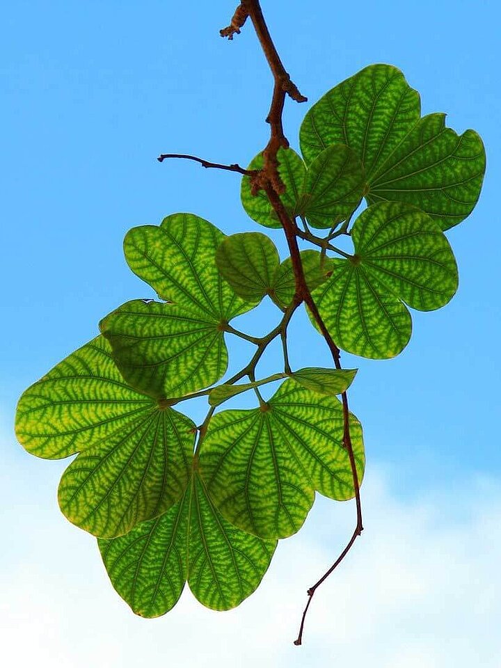 Leaves