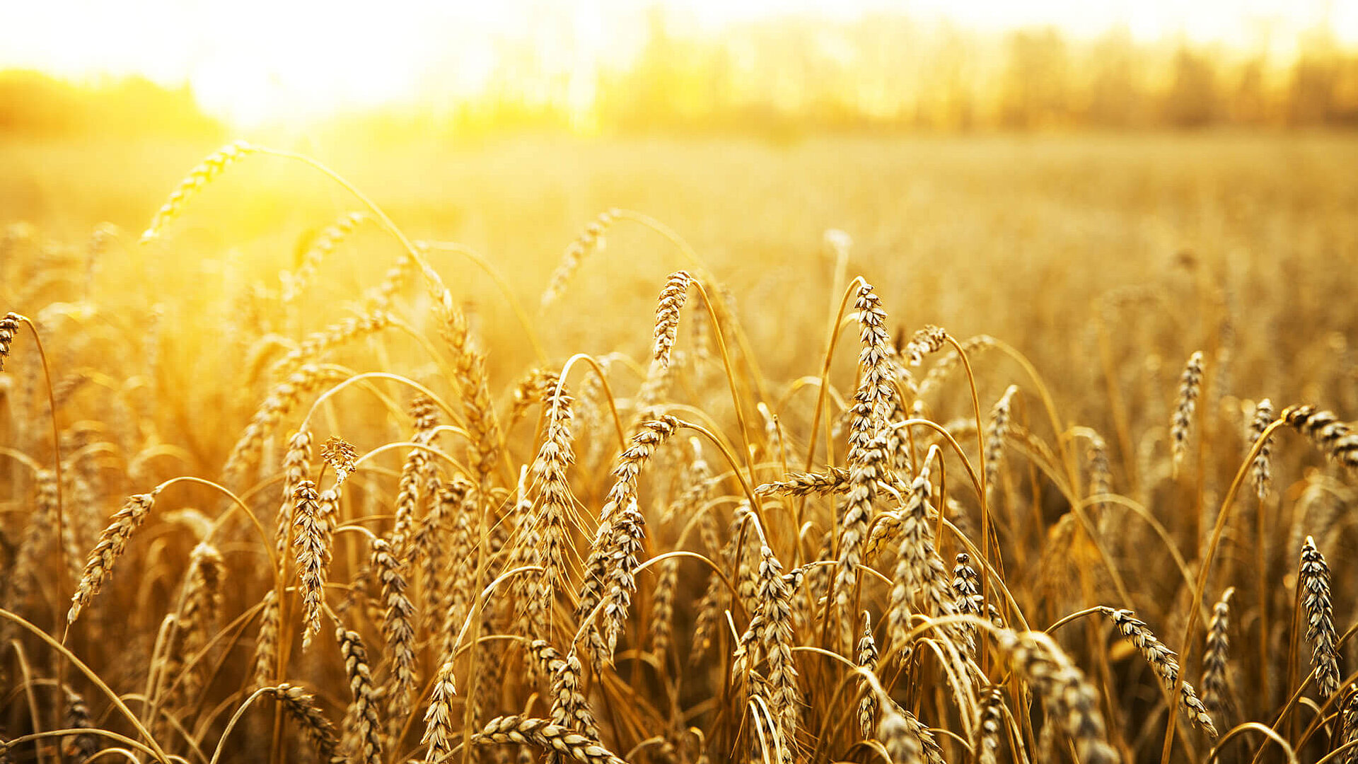 Grain field