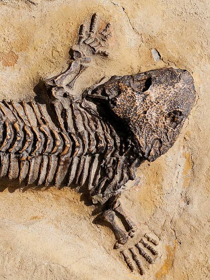 Fossil
