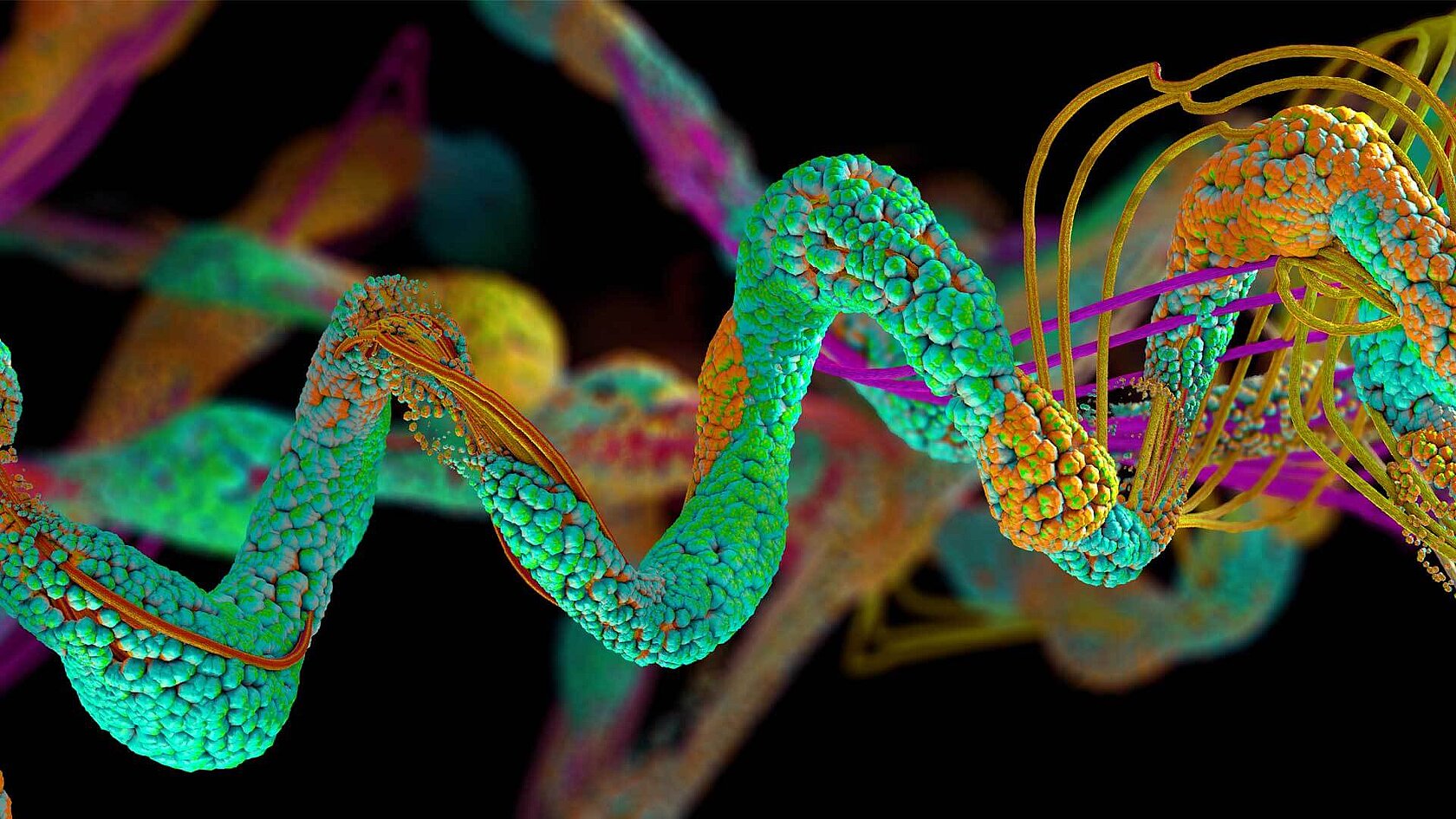 δ15N analysis of amino acids for ecology applications Elementar