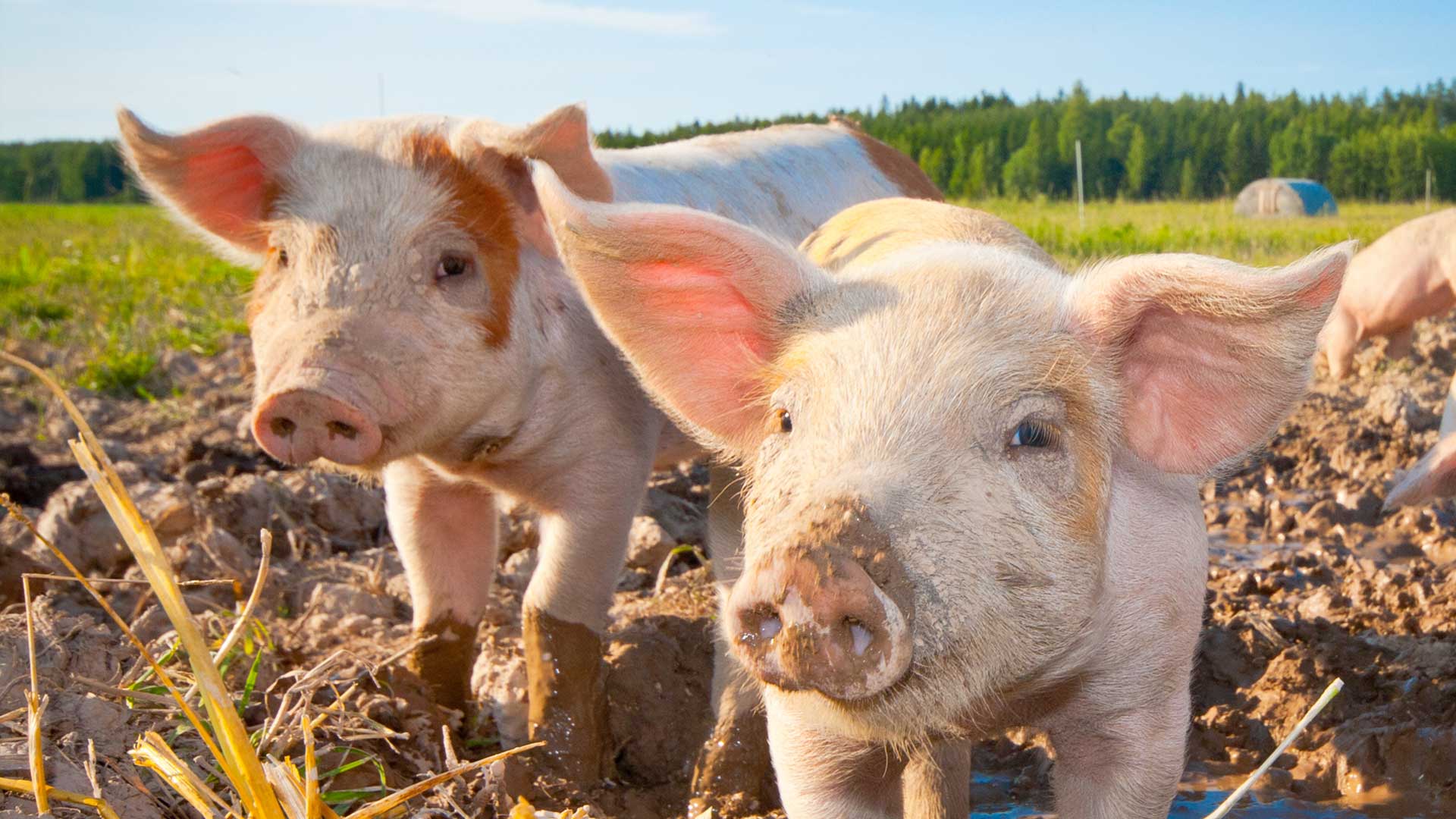 Piglets