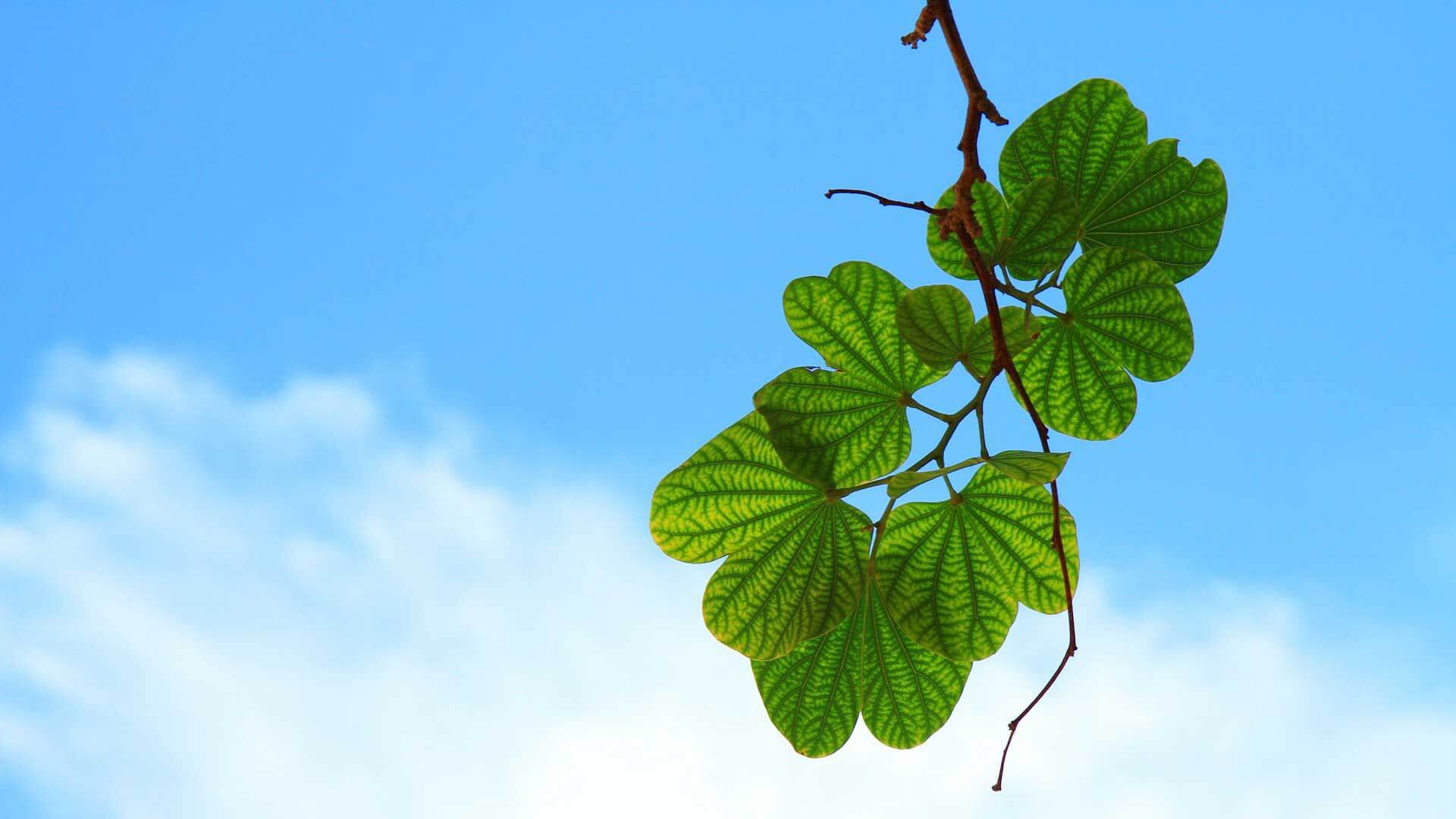 Leaves