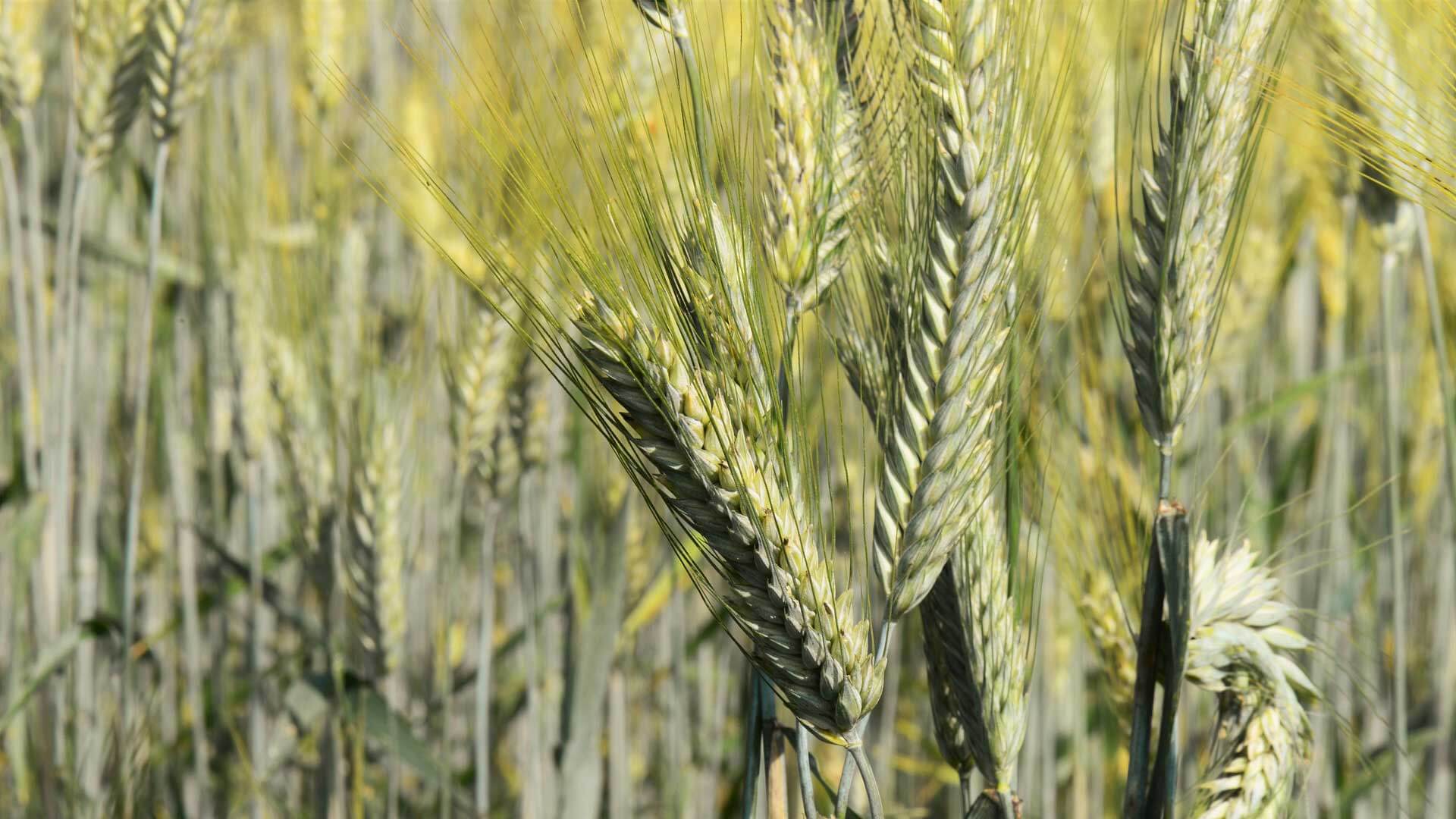 Grain