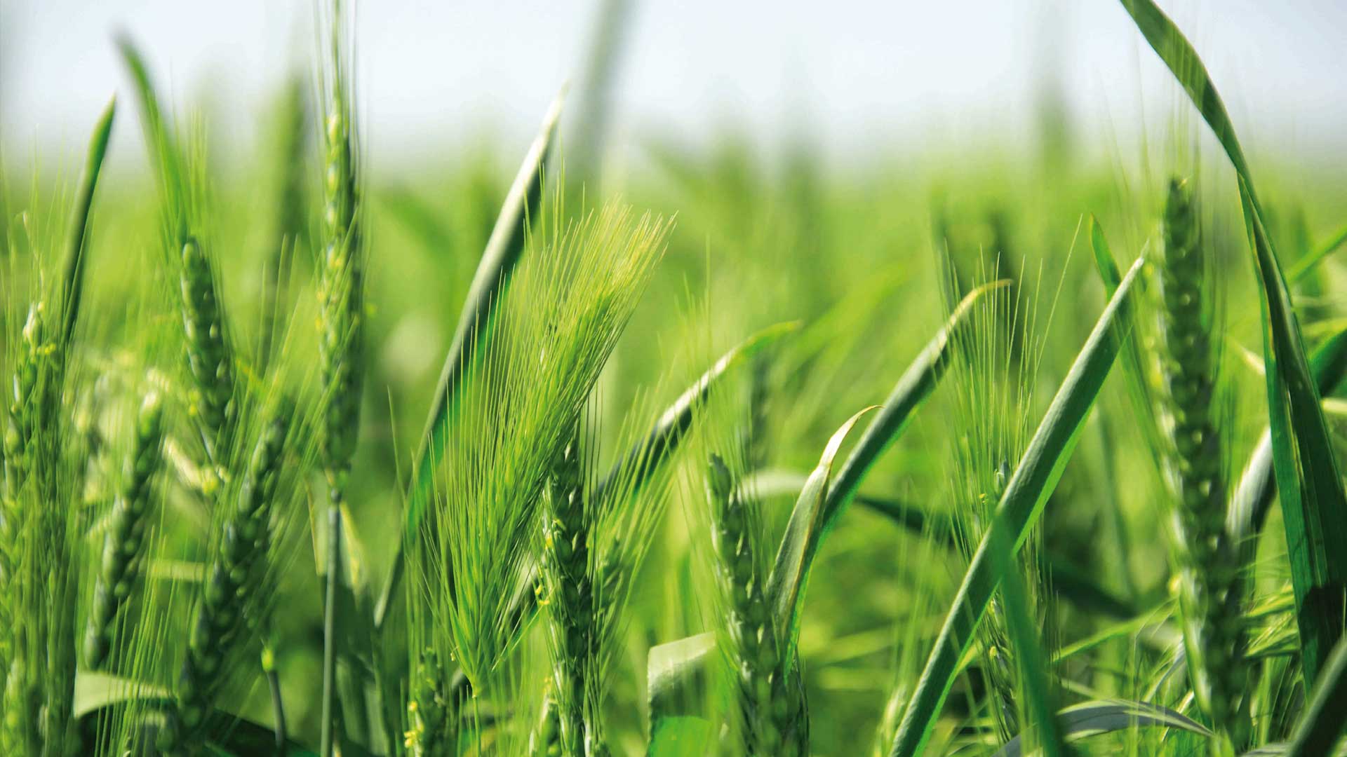 Grainfield