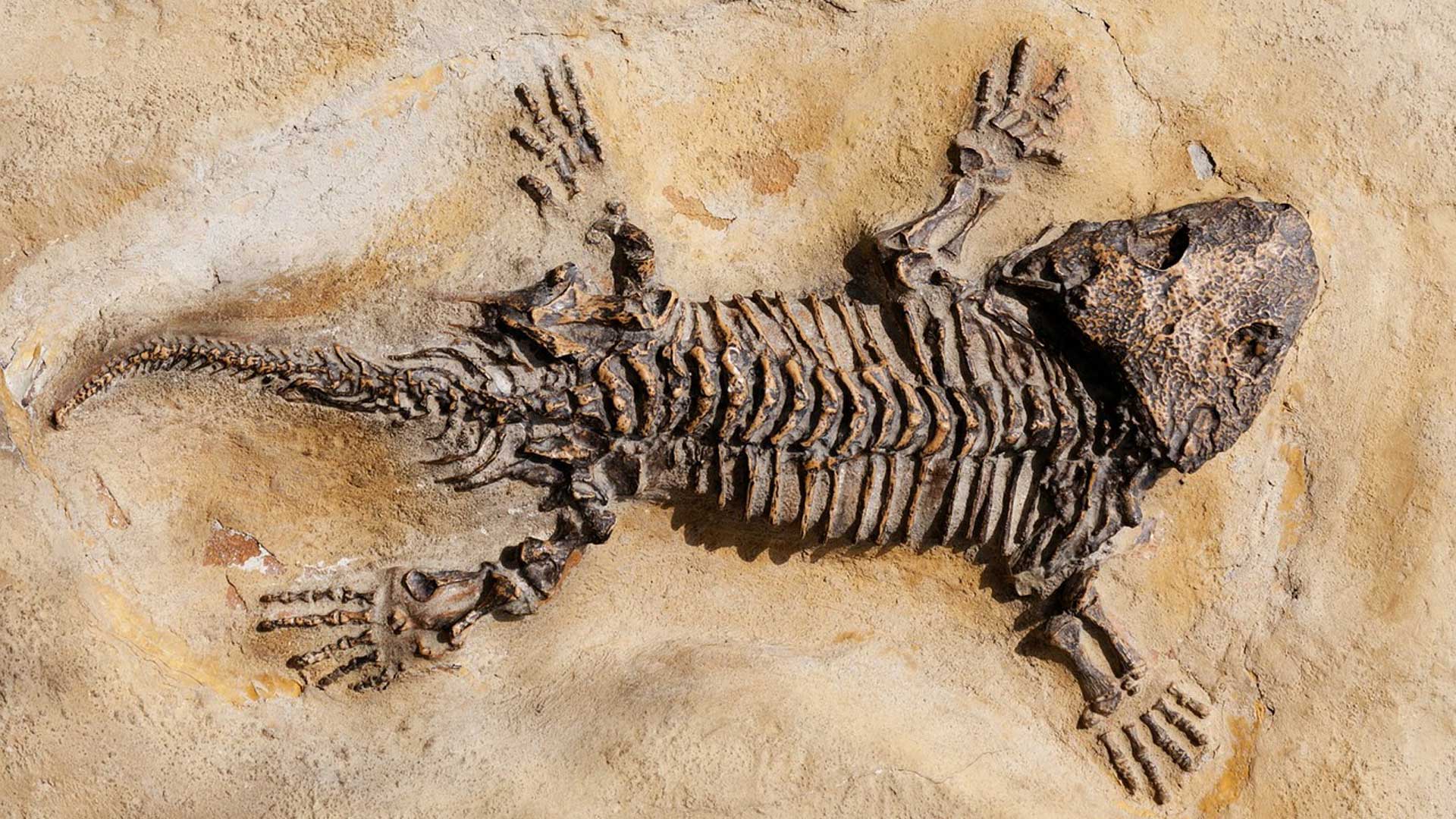 Fossil