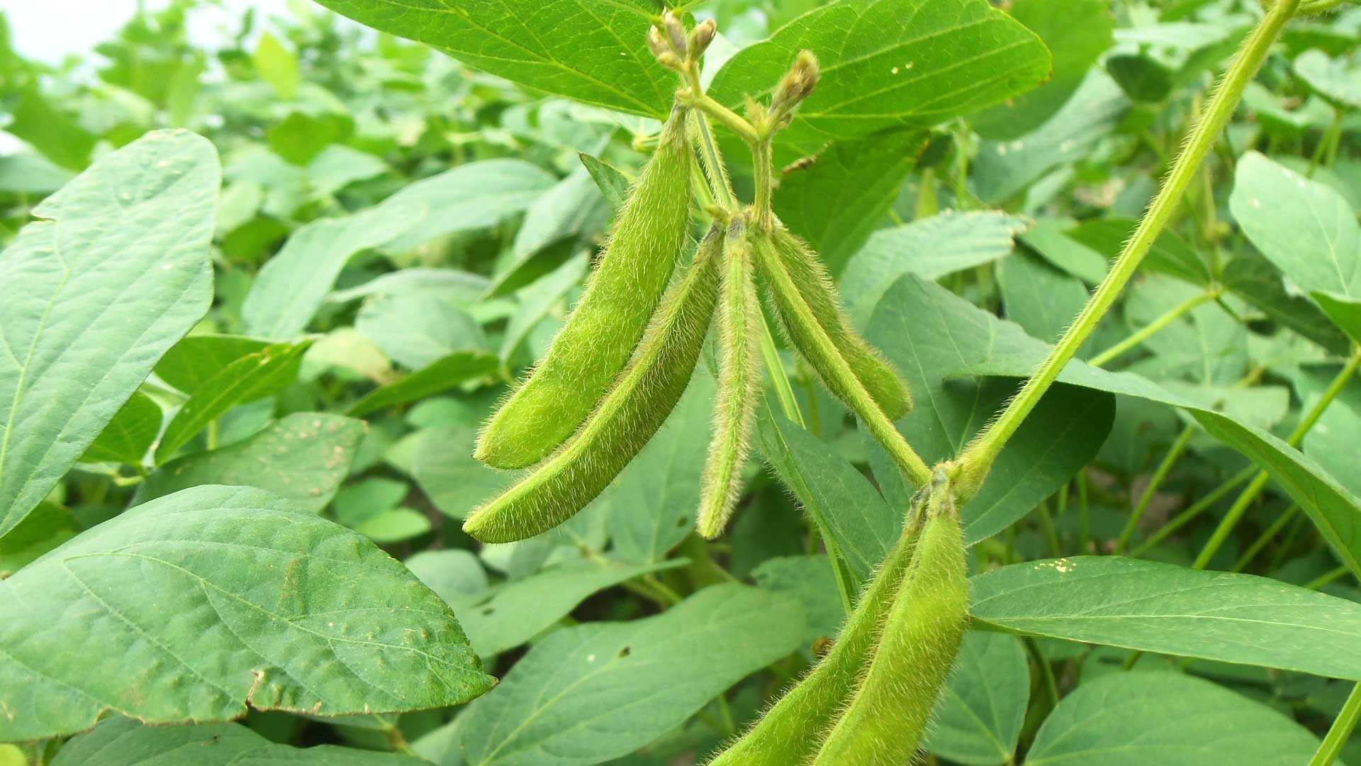 Soy plant