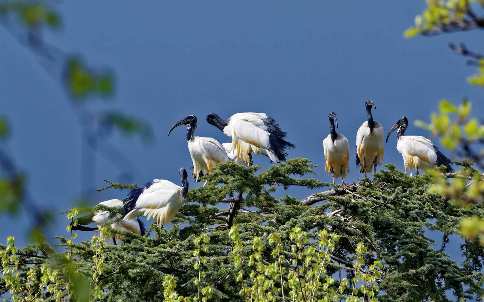 African sacred ibis