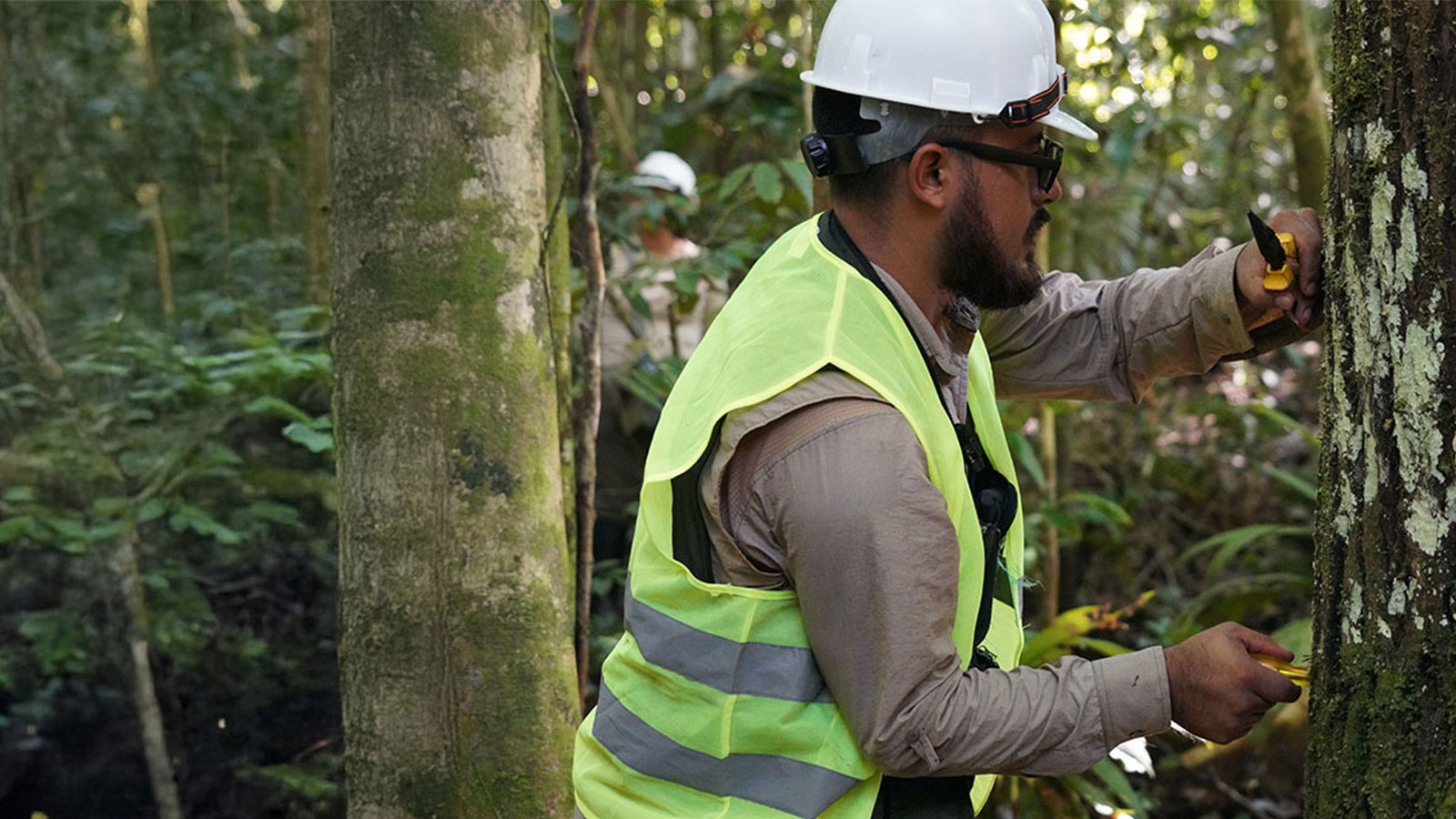 Man taking timber samples in a forest in Peru