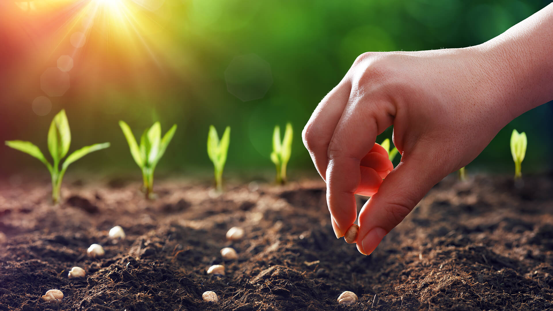 Putting seeds in the ground