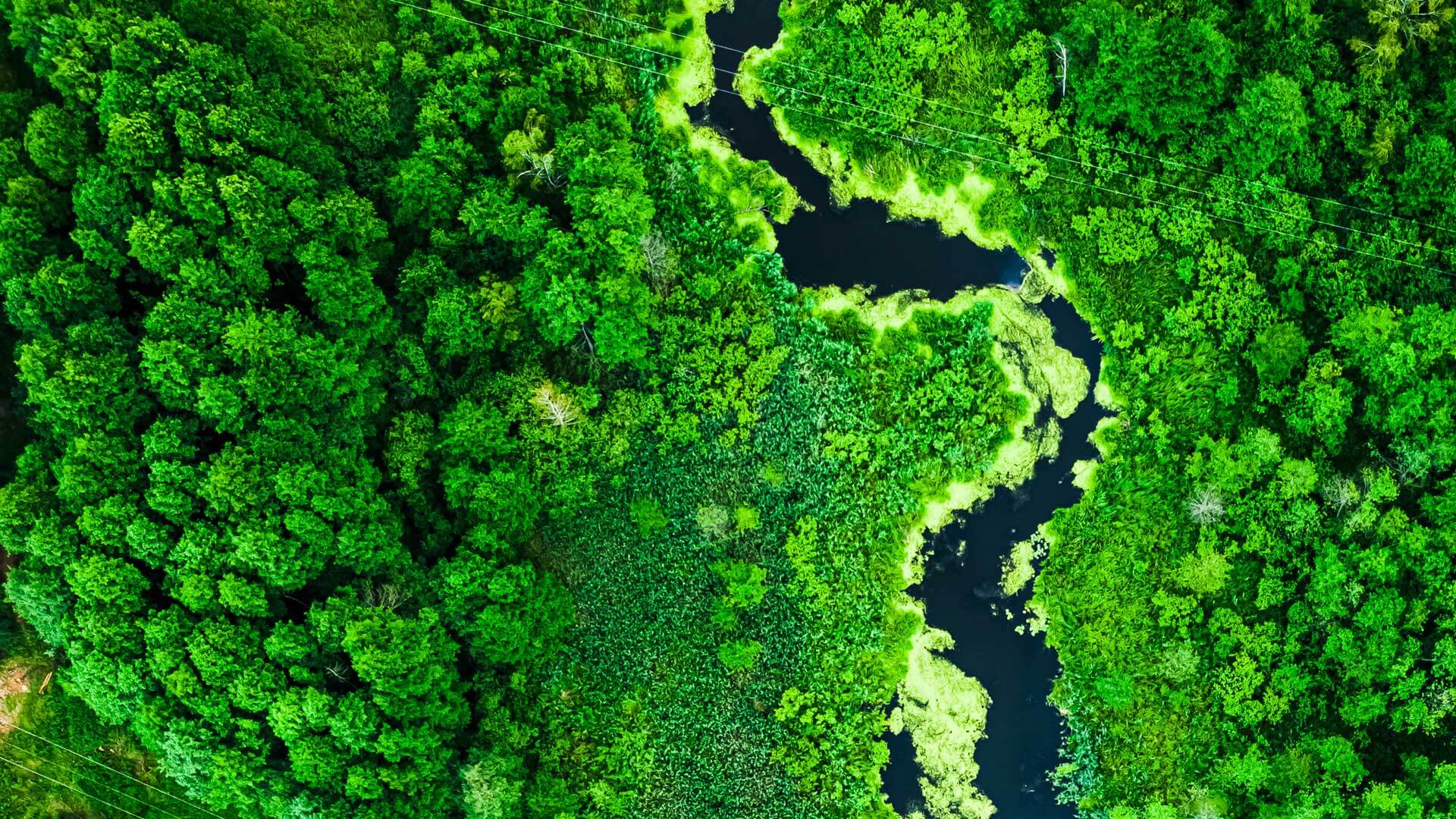 Rivière serpentant dans la forêt